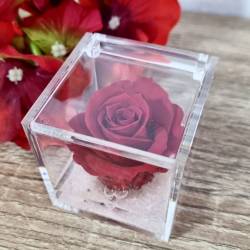 Rosa stabilizzata bomboniera rosa antico in plexiglass