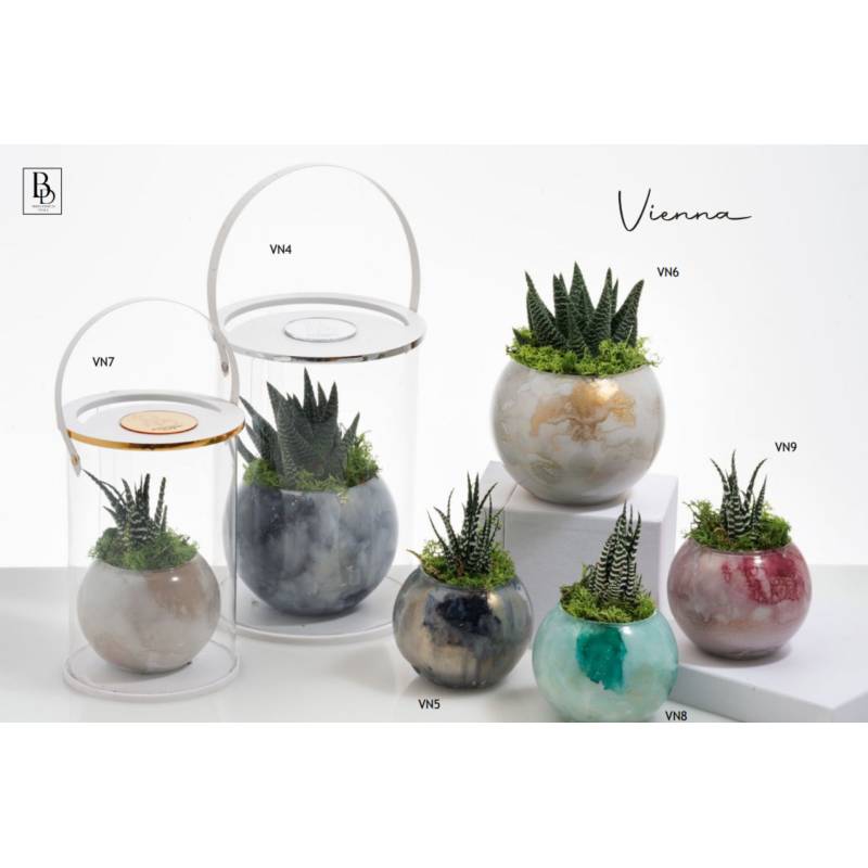 Bomboniere piante grasse vasi Buba Design linea Vienna shop online